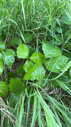 western poison ivy