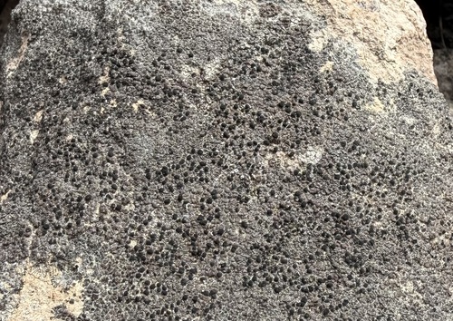 iNaturalist observation photo of Rock Disk Lichen
