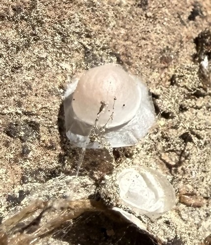 iNaturalist observation photo of Spiders