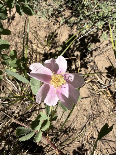 iNaturalist observation photo of roses