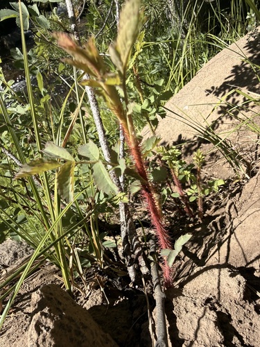 iNaturalist observation photo of roses