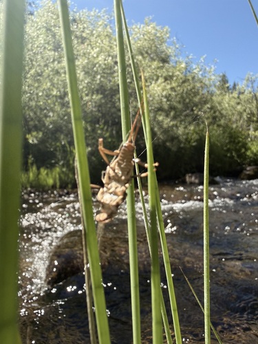 iNaturalist observation photo of Systellognatha