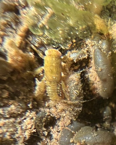iNaturalist observation photo of Winged and Once-winged Insects