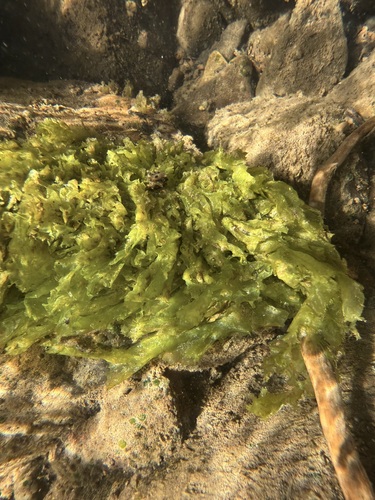 iNaturalist observation photo of Phormidium