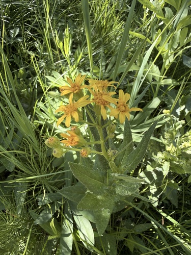 iNaturalist observation photo of groundsels