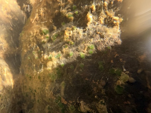 iNaturalist observation photo of Lake Sponge