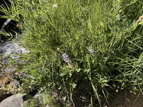 iNaturalist observation photo of lupines