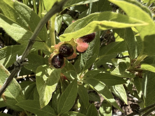 iNaturalist observation photo of twinberry honeysuckle