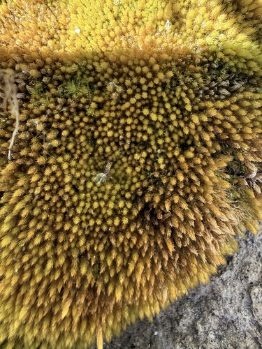 iNaturalist observation photo of Fountain Apple-moss