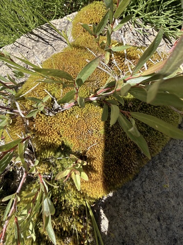 iNaturalist observation photo of dwarf bilberry