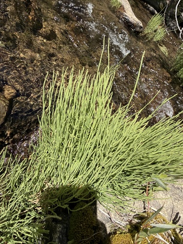 iNaturalist observation photo of field horsetail