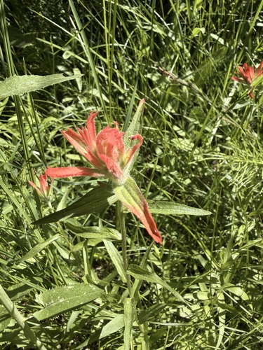 iNaturalist observation photo of Paintbrushes