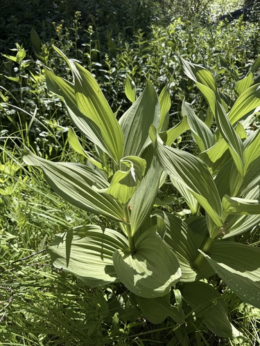 iNaturalist observation photo of Corn Lily