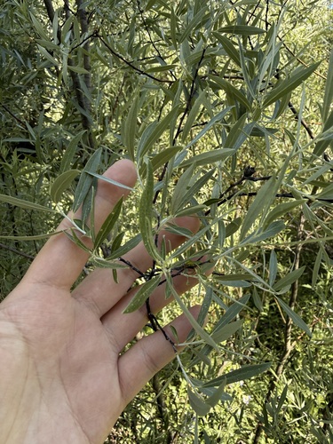 iNaturalist observation photo of Willows