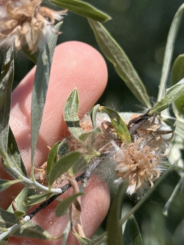 iNaturalist observation photo of Willows