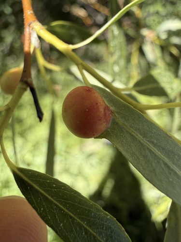 iNaturalist observation photo of Willow Apple Gall Sawfly