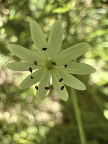 iNaturalist observation photo of chickweeds