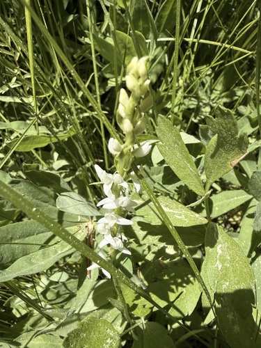 iNaturalist observation photo of white bog orchid