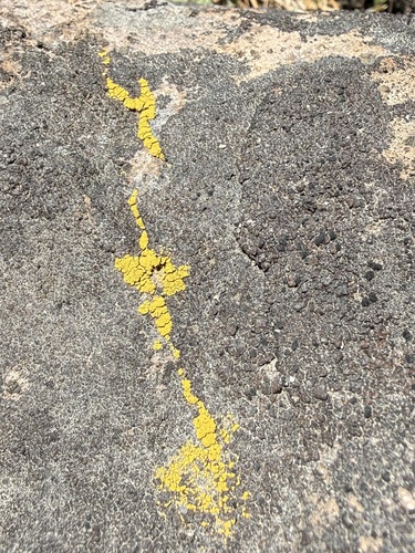 iNaturalist observation photo of Goldspeck Lichens