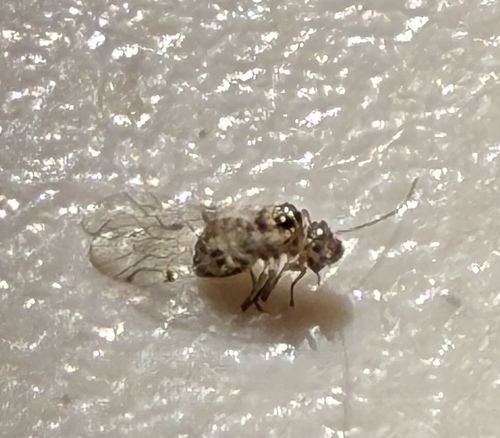 iNaturalist observation photo of Teliapsocus