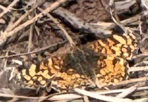 iNaturalist observation photo of Checkerspots, Anglewings, Peacocks, and Allies