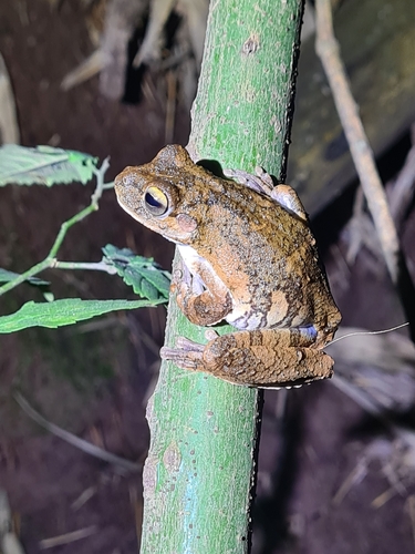 Usina Tree Frog