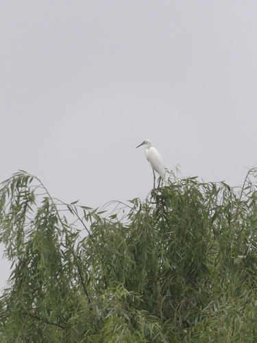 Little Egret