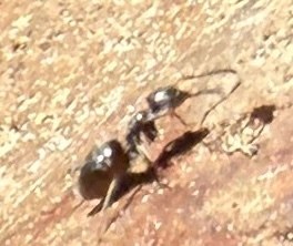 iNaturalist observation photo of Tapinomini