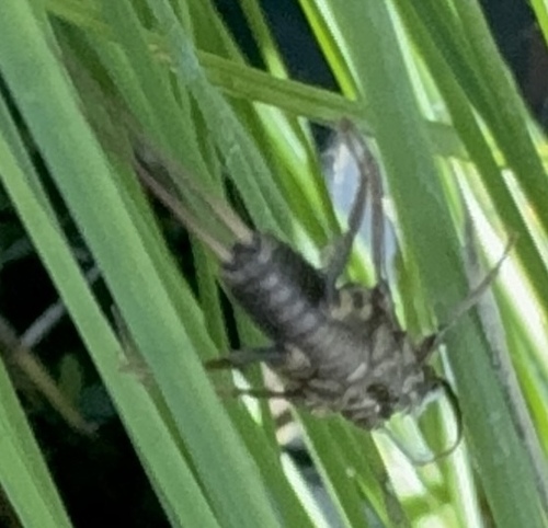iNaturalist observation photo of Common Stoneflies