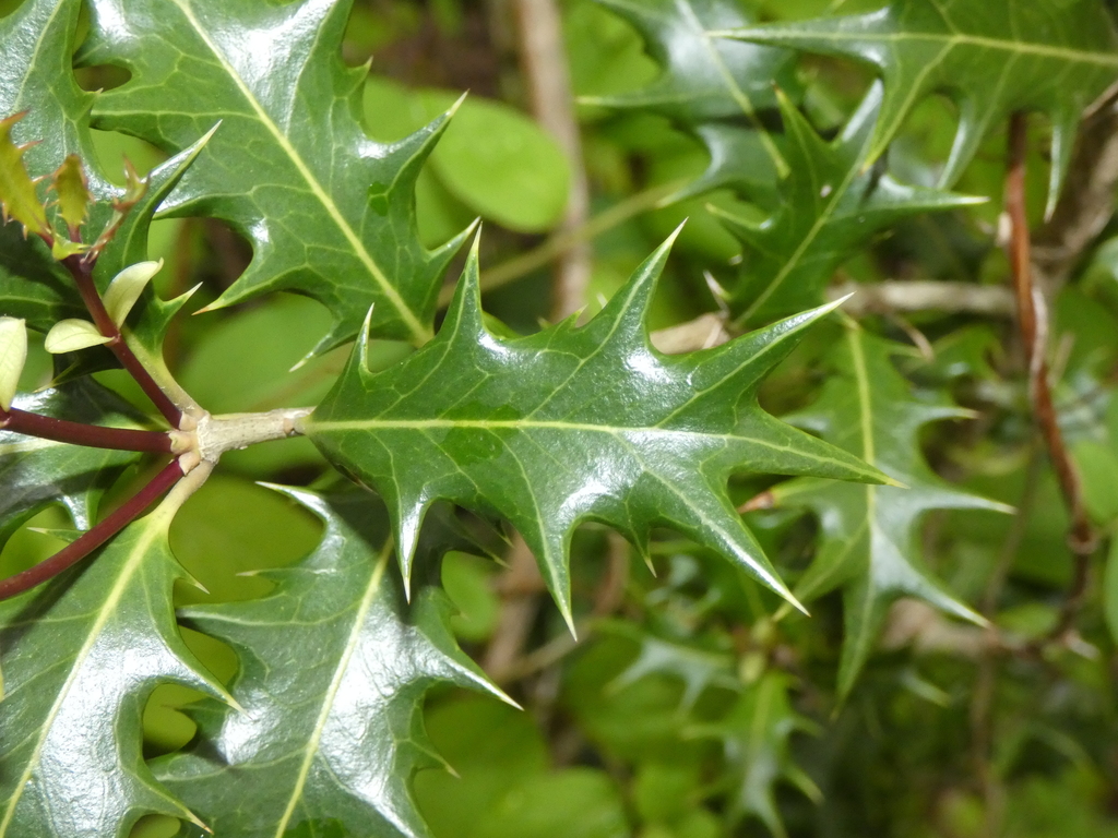 Osmanthus heterophyllus — an easy houseplant, prefers full sun light