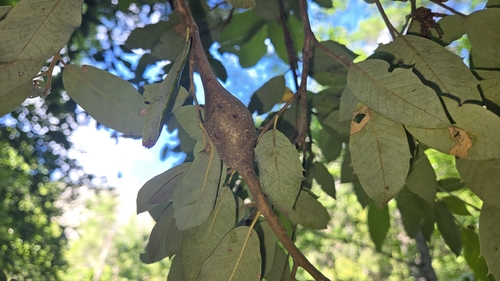 iNaturalist observation photo of Tapered Stem Gall Wasp