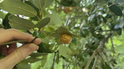 iNaturalist observation photo of Golden Oak Apple Gall Wasp