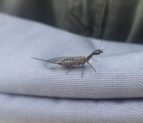 iNaturalist observation photo of Agulla bicolor