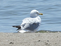 American Herring Gull