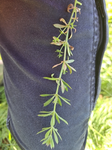 catchweed bedstraw