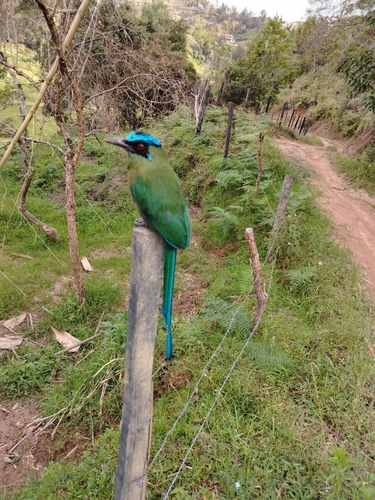 Andean Motmot