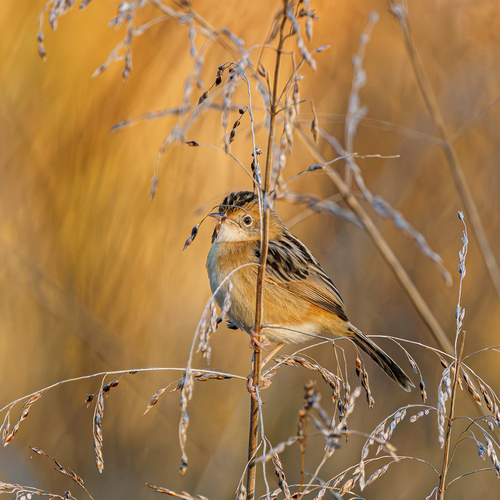Golden-headed Cisticola