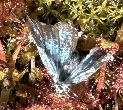 iNaturalist observation photo of Typical Blues
