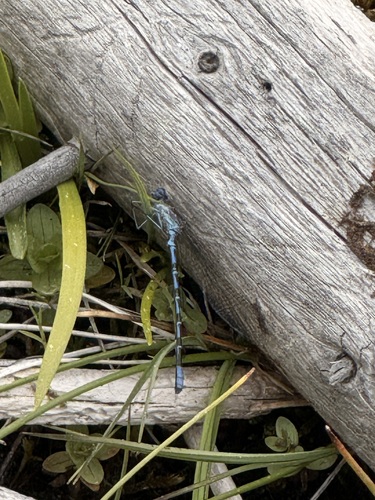 iNaturalist observation photo of Narrow-winged Damselflies