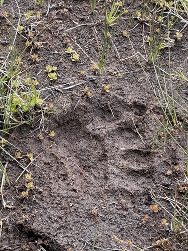 iNaturalist observation photo of American Black Bear