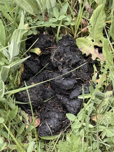iNaturalist observation photo of American Black Bear