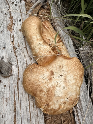 iNaturalist observation photo of Neolentinus