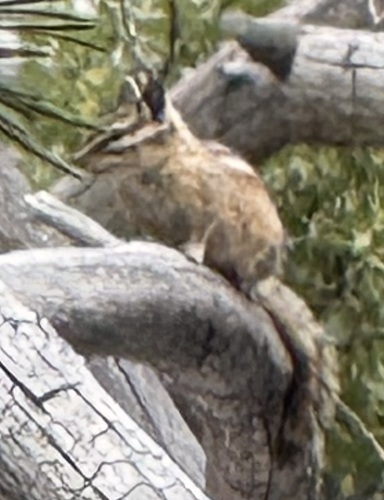 iNaturalist observation photo of Western Chipmunks