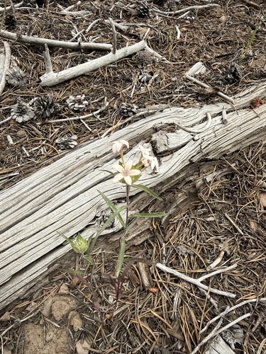 iNaturalist observation photo of trumpets