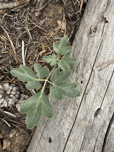 iNaturalist observation photo of Brown's Peony