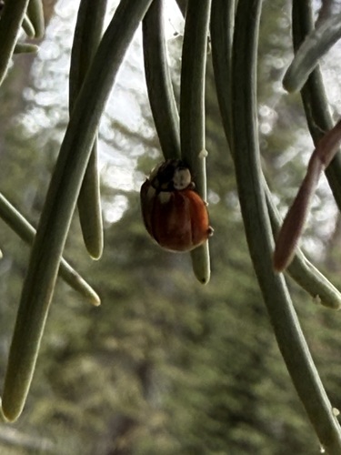 iNaturalist observation photo of Subvittate Lady Beetle