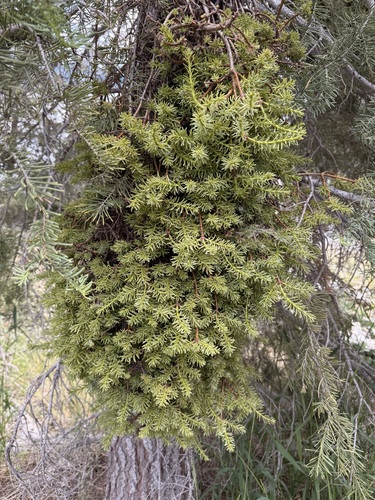 iNaturalist observation photo of firs, hemlocks, cedars, and allies