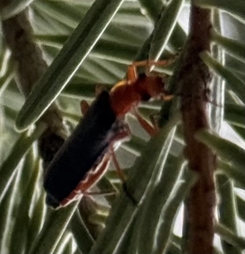 iNaturalist observation photo of Podabrus