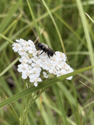 iNaturalist observation photo of Mining Bees