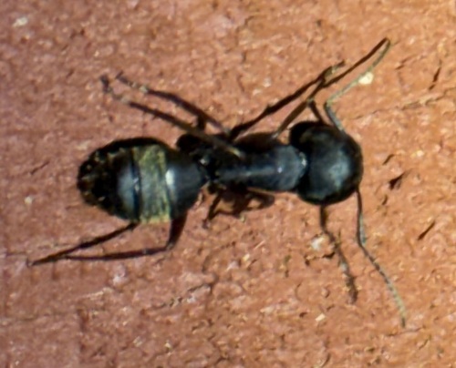 iNaturalist observation photo of Carpenter Ants, Typical Sugar Ants and Allies